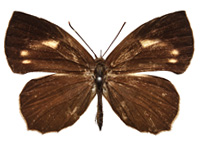 Miletus gethusus ♀ Up. Miletus gethusus ♀ Up.