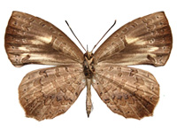 Miletus gethusus ♀ Un. Miletus gethusus ♀ Un.