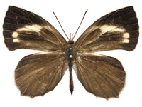 Miletus gethusus ♀ Up. Miletus gethusus ♀ Up.