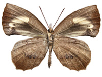 Miletus gethusus ♀ Un. Miletus gethusus ♀ Un.