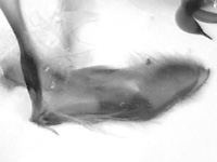 Miletus gethusus ♂ genitalia Miletus gethusus ♂ genitalia