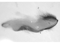 Miletus gethusus ♂ genitalia Miletus gethusus ♂ genitalia