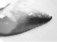 Miletus gethusus ♂ genitalia Miletus gethusus ♂ genitalia