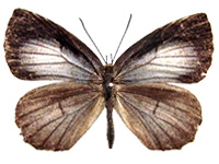 Allotinus subviolaceus subviolaceus ♀ Up.