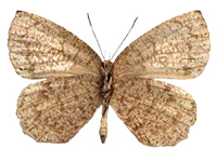 Allotinus subviolaceus subviolaceus ♀ Un.