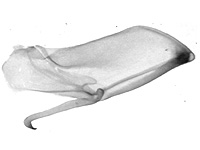 Allotinus subviolaceus subviolaceus ♂ genitalia