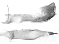 Allotinus subviolaceus subviolaceus ♂ genitalia