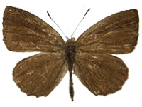 Allotinus yamaguchii ♂ Up.