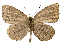 Allotinus yamaguchii ♂ Un.