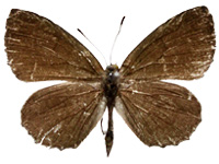 Allotinus yamaguchii ♂ Up.