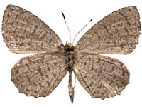 Allotinus yamaguchii ♂ Un.