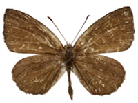 Allotinus yamaguchii ♂ Up.