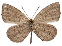 Allotinus yamaguchii ♂ Un.