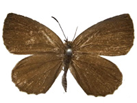 Allotinus yamaguchii ♀ Up.