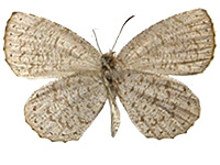 Allotinus yamaguchii ♀ Un.