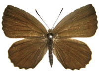 Allotinus yamaguchii ♀ Up.