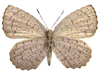Allotinus yamaguchii ♀ Un.