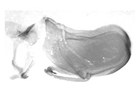 Allotinus yamaguchii ♂ genitalia