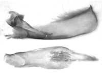 Allotinus yamaguchii ♂ genitalia