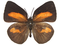 Curetis regula ♀ Up.