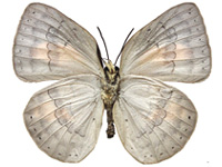 Curetis regula ♀ Un.