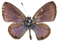 Azanus urios ♂ Up.