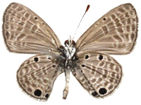 Azanus urios ♂ Un.