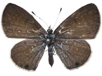 Azanus urios ♀ Up.