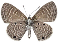 Azanus urios ♀ Un.