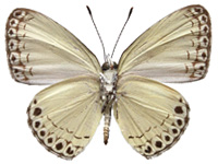 Lycaenopsis haraldus haraldus ♂ Un.
