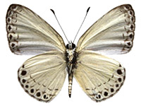 Lycaenopsis haraldus renonga ♂ Un.