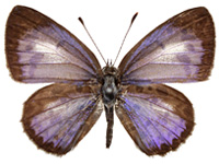 Acytolepis puspa gisca ♂ Up.
