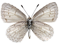 Acytolepis lilacea indochinensis ♀ Un.