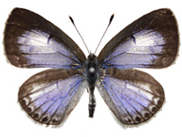 Acytolepis lilacea indochinensis ♂ Up.