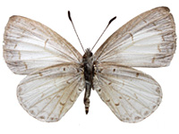 Celatoxia marginata marginata ♀ Un.