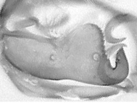 Nacaduba kurava euplea ♂ genitalia
