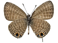 Nacaduba calauria malayica ♂ Un.