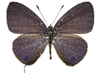 Nacaduba calauria malayica ♂ Up.