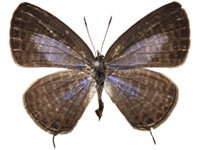 Nacaduba calauria malayica ♀ Up.