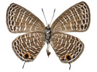 Nacaduba calauria malayica ♀ Un.