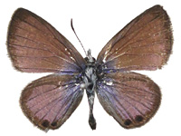 Nacaduba biocellata baliensis ♂ Up.