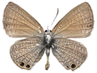 Nacaduba biocellata baliensis ♂ Un.