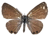 Nacaduba biocellata baliensis ♀ Up.