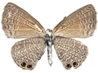 Nacaduba biocellata baliensis ♀ Un.