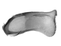 Orthomiella rantaizana rovorea ♂ genitalia