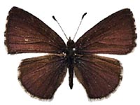 Orthomiella fukienensis diversa ♂ Up.