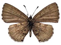 Orthomiella fukienensis diversa ♂ Un.