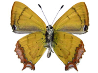 Heliophorus smaragdinus ♂ Un.