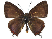 Heliophorus kohimensis elioti ♂ Up.