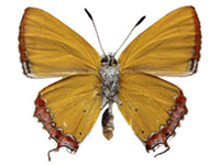 Heliophorus kohimensis elioti ♂ Un.